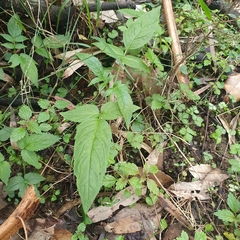 Sambucus gaudichaudiana
