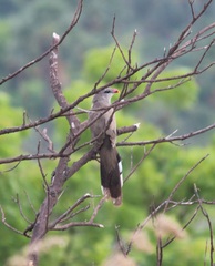 Taccocua leschenaultii