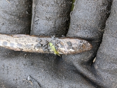 Cobitis taenia