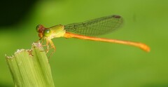 Ceriagrion auranticum