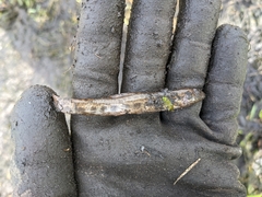 Cobitis taenia