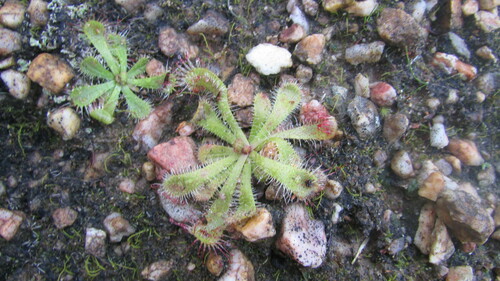 Image of Drosera pauciflora by (c) James Deacon, some rights reserved (CC BY-SA)