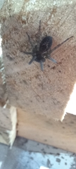 Amaurobius similis