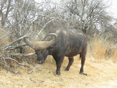 Syncerus caffer caffer