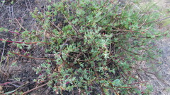 Lampranthus