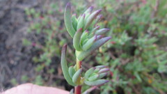 Lampranthus