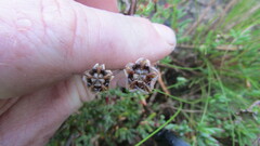 Lampranthus