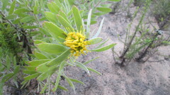Leucospermum rodolentum