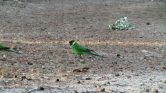 Barnardius zonarius