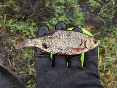 Scardinius erythrophthalmus