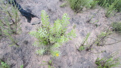Leucospermum rodolentum