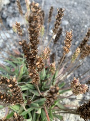 Plantago maritima