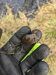 Dytiscus marginalis