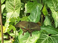 Papilio hermosanus
