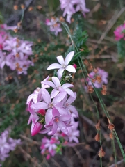 Philotheca buxifolia