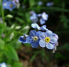 Myosotis sylvatica