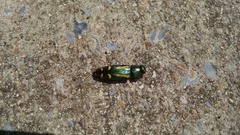 Buprestis rufipes