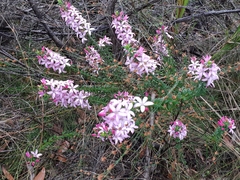 Philotheca buxifolia