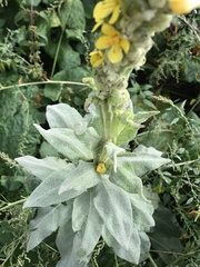 Verbascum