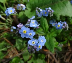 Myosotis sylvatica