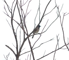 Pycnonotus cafer