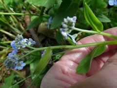 Myosotis sylvatica