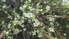 Diosma aspalathoides