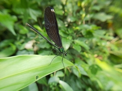 Matrona cyanoptera