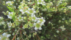 Diosma aspalathoides