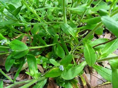Myosotis sylvatica