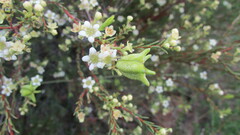 Diosma aspalathoides