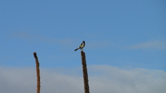 Phylidonyris novaehollandiae