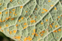 Pucciniastrum symphyti