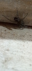 Amaurobius similis