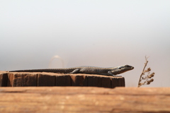 Trachylepis punctatissima