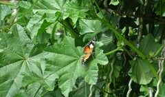 Vanessa itea