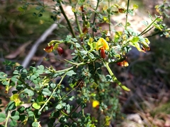 Bossiaea obcordata