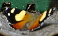 Vanessa itea