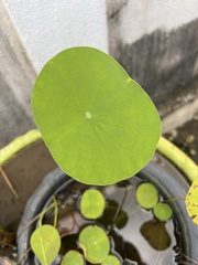 Nelumbo nucifera