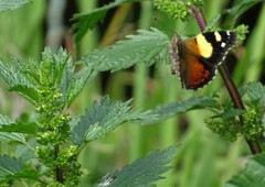 Vanessa itea