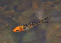 Cyprinus rubrofuscus