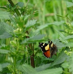 Vanessa itea