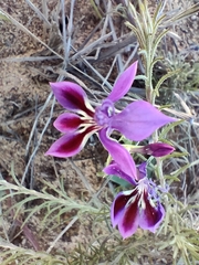 Lapeirousia violacea