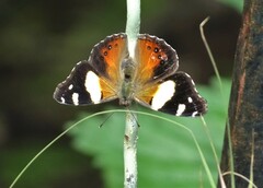 Vanessa itea