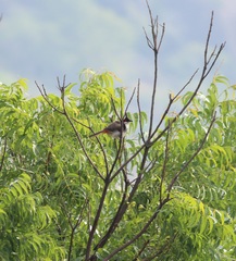Pycnonotus jocosus
