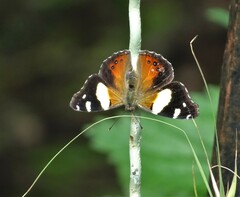 Vanessa itea