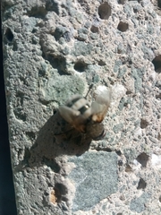 Entomophthora