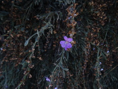 Limoniastrum monopetalum