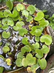 Hydrocleys nymphoides