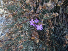 Limoniastrum monopetalum